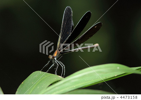 ハグロトンボ 4473158