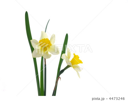 ラッパ水仙 4473246