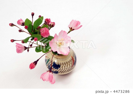 かいどうさくら 4473286