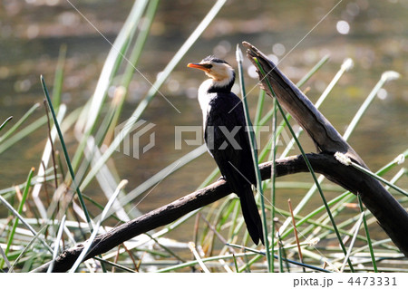 シロハラコビトウ 4473331