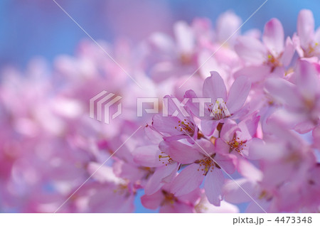 枝垂れ桜 4473348
