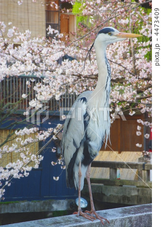 桜のアオサギ 4473409