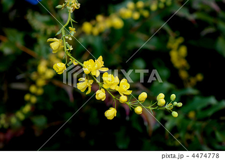 ヒイラギナンテン 4474778