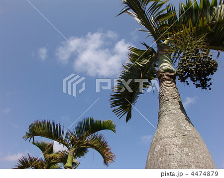 トックリヤシ 4474879