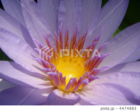 睡蓮 睡蓮 4474883