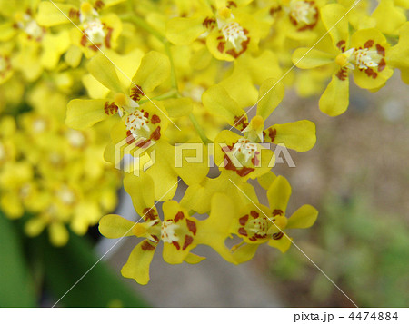 オンシジューム オンシジューム 4474884