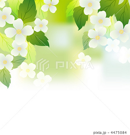 ジャスミン ベクター 花のイラスト素材 4475084 Pixta