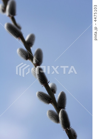 ネコヤナギ 4475103