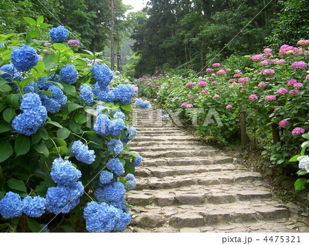太平山のあじさい坂の写真素材 太平山のあじさい坂の写真素材