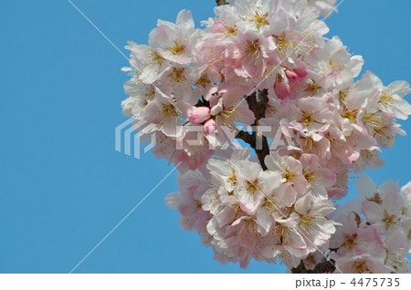 青空に映える春めき桜 4475735