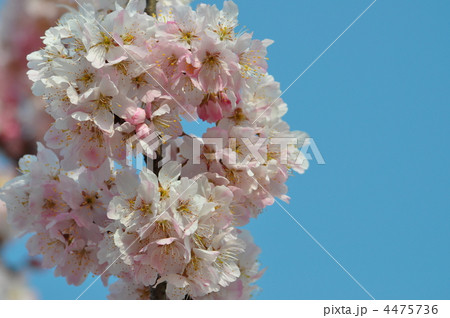 青空に映える春めき桜 4475736
