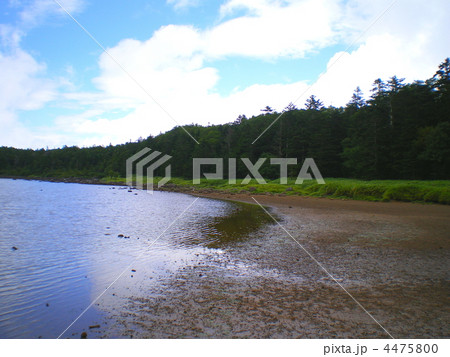 八ヶ岳の雨池 4475800