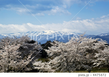釜房湖の桜と蔵王連峰 4475872