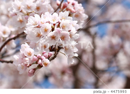 さくらの花 4475993