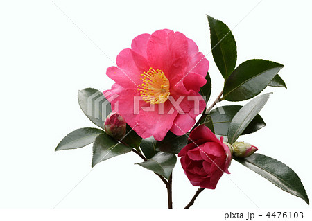 赤い椿＿WB1 4476103