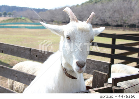 白いヤギ 4476360