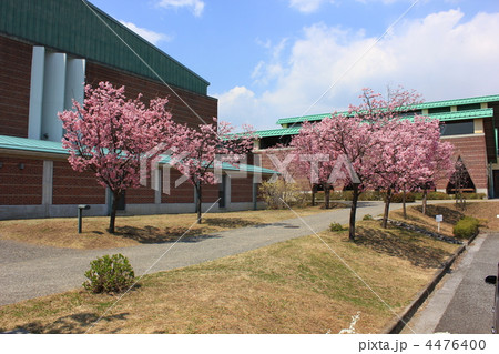 高知県立　高知工科大学　ホール　河津桜 4476400