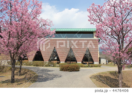 高知県立　高知工科大学　食堂　河津桜 4476406