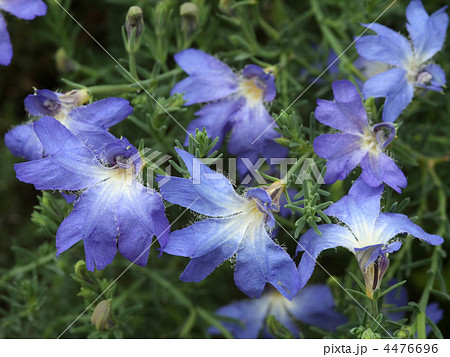 ハツコイソウ 4476696