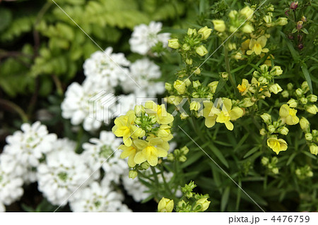 リナリアとイベリス 4476759