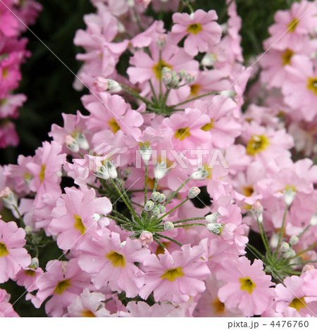 プリムラ・マラコイデス 4476760