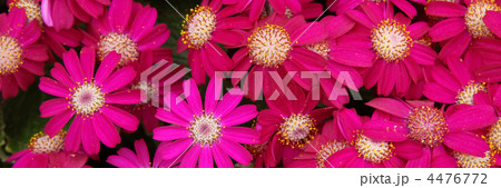 サイネリア サイネリア 4476772