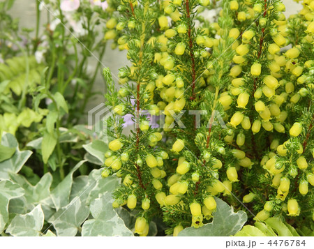 エリカ・ブランドフォーリア 4476784