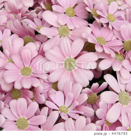 サイネリア サイネリア 4476795