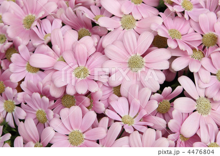 サイネリア サイネリア 4476804