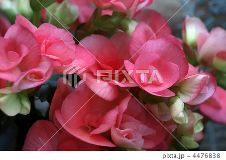 リーガス・ベゴニア 4476838