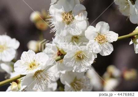 白玉(はくぎょく) 白玉(はくぎょく) 4476862