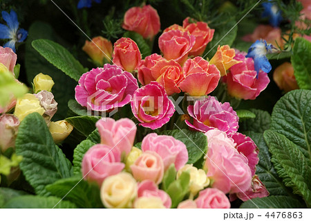 プリムラ・キャンディマジック プリムラ・キャンディマジック 4476863