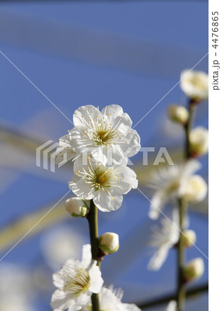 白玉(はくぎょく) 白玉(はくぎょく) 4476865