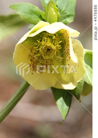 レンテンローズ レンテンローズ 4476886