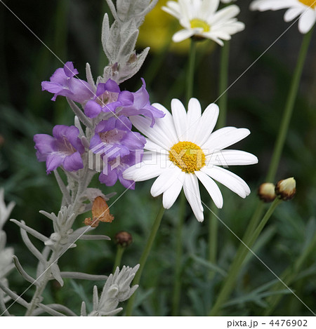 マーガレットとエレモフィラニベア マーガレットとエレモフィラニベア 4476902