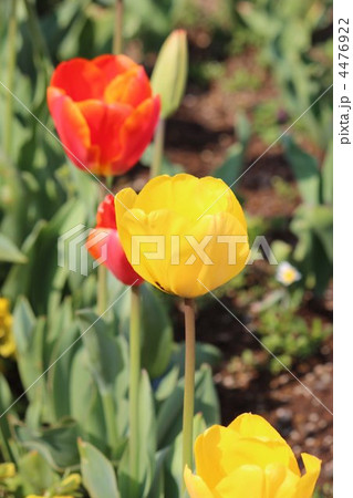 チューリップ 4476922