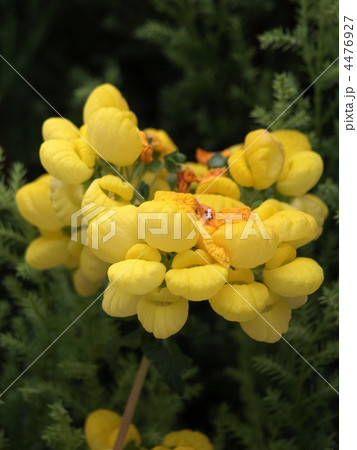 カルセオラリア カルセオラリア 4476927