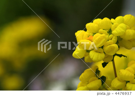 カルセオラリア 4476937