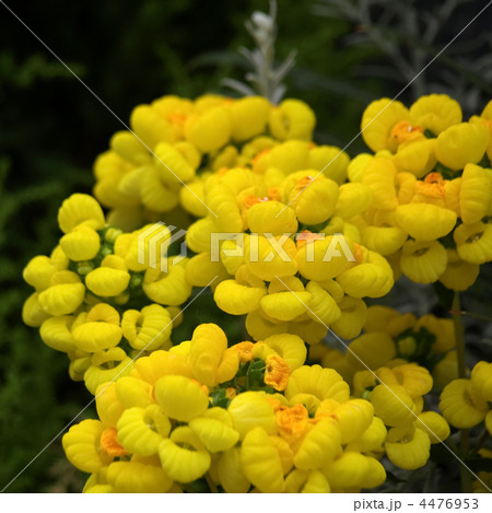 カルセオラリア カルセオラリア 4476953