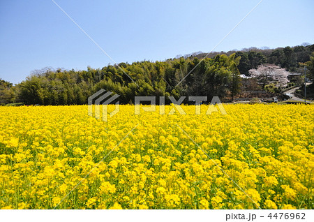 菜の花畑と香具山 4476962