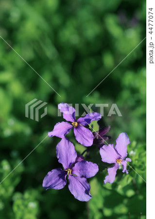 花ダイコン 4477074