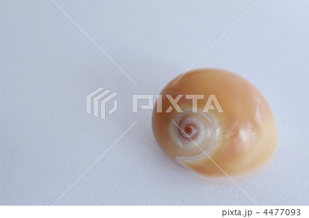ツメタガイ（単独） 4477093