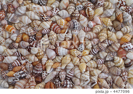小さい貝殻たくさん ｖｅｒ 3 の写真素材
