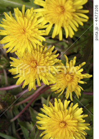 タンポポ 4477106