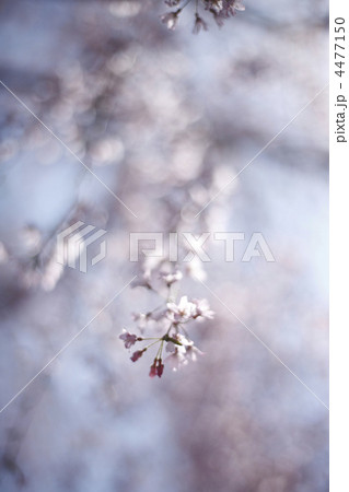 桜 4477150