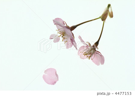 さくら１５ 4477153