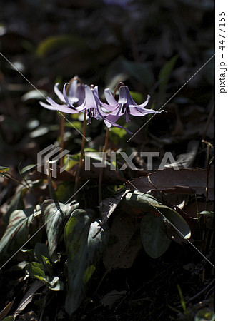 カタクリ 4477155