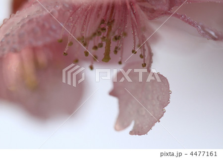 河津桜 4477161