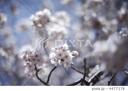 桜 桜 4477176