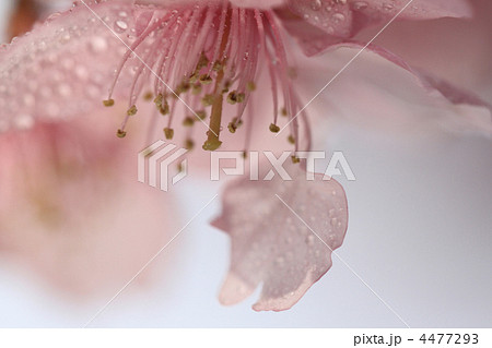 河津桜１６ 4477293